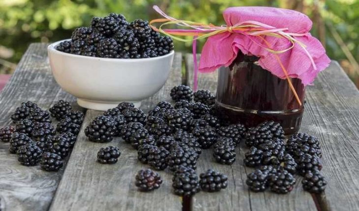 Recolección de moras y taller de mermelada