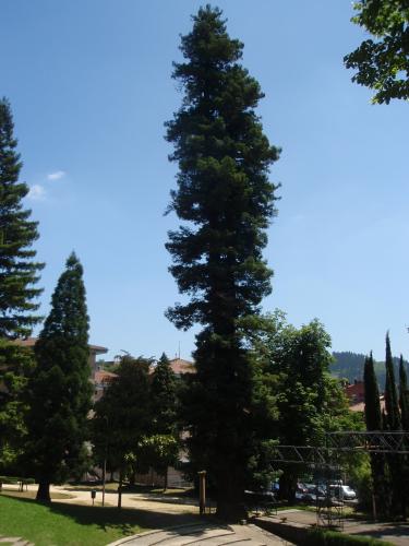 Una de las sequoias de Monterron.