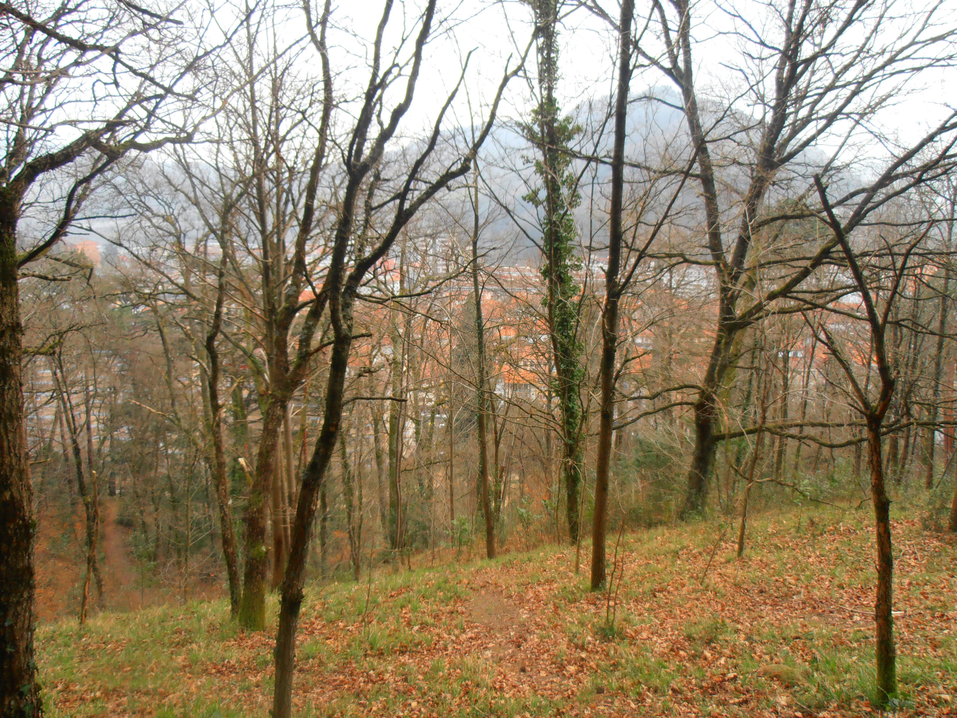 El pueblo tras el bosque.