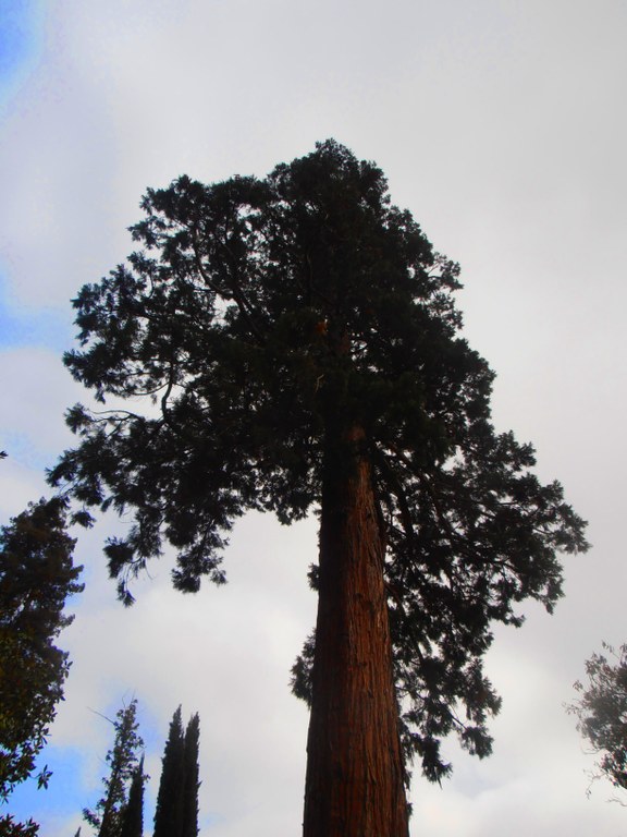 Sequoia gigante.