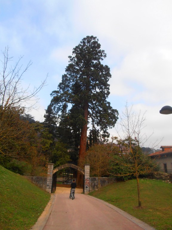 La sequoia gigante y una de las entradas al parque.