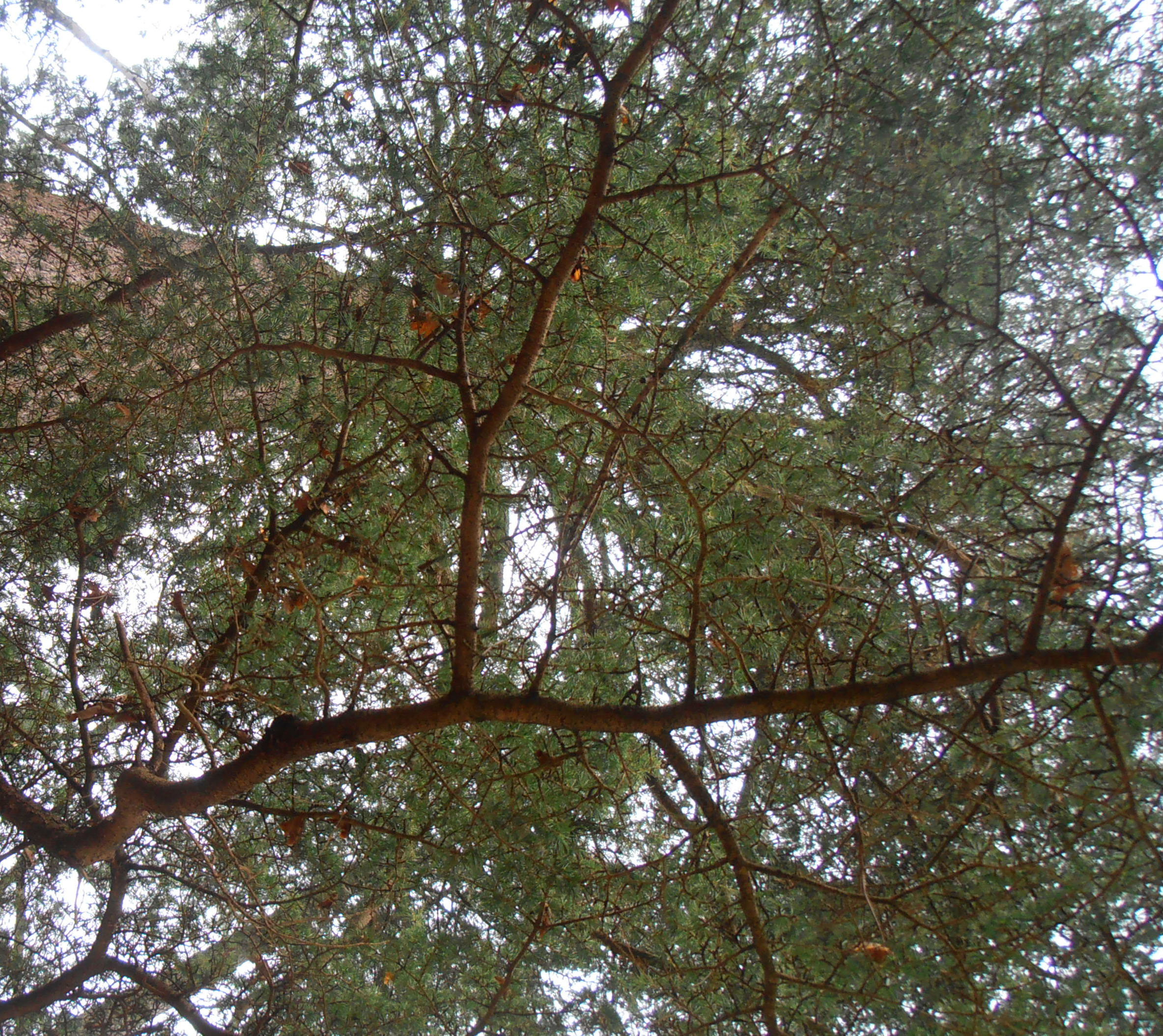 Ramas de un cedro.