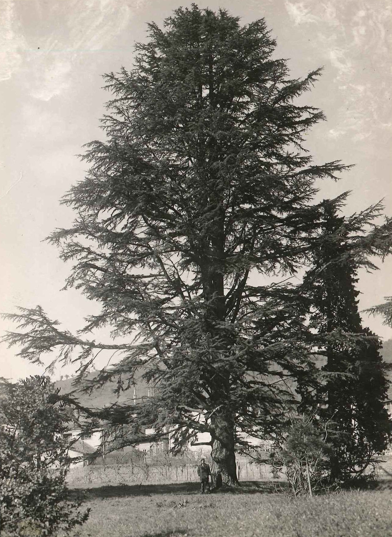 El viejo cedro del palacio Sola