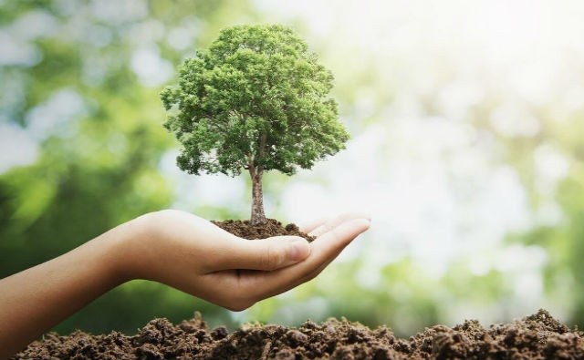 El Ayuntamiento de Arrasate plantará más de 700 árboles en las próximas semanas