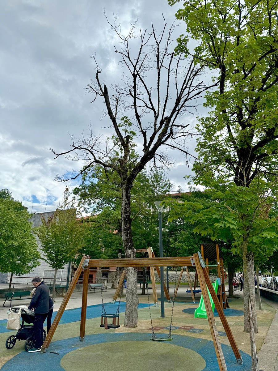 Mañana, jueves, se cortará un árbol en mal estado en Zaldibar por seguridad