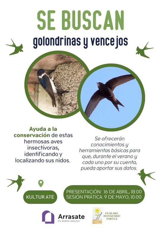 golondrinas y vencejos cartel golondrinas y vencejos cartel