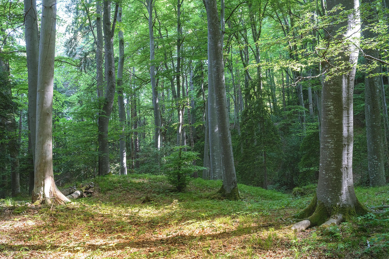 Arrasateko landa lurrak erosteko prozesua ireki du Udalak, “bertako bioaniztasuna berreskuratzeko” asmoz