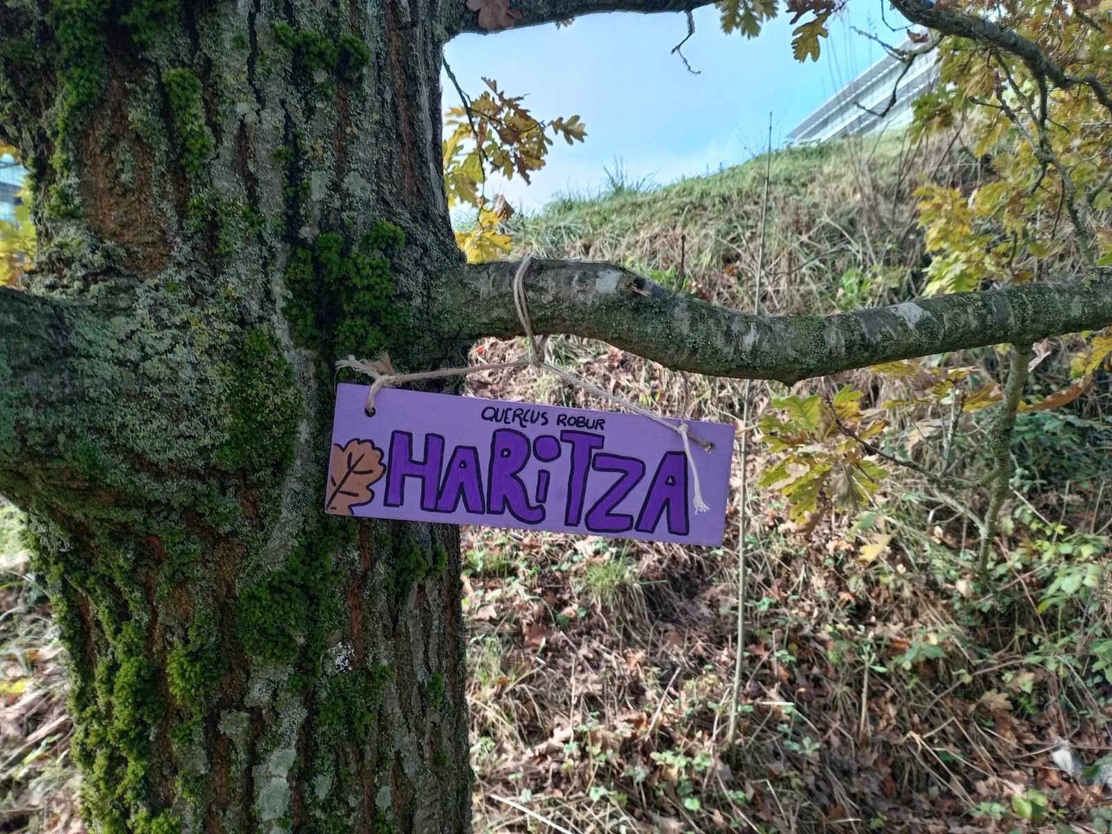 Berdeguneak hobetzeko esku-hartzeak