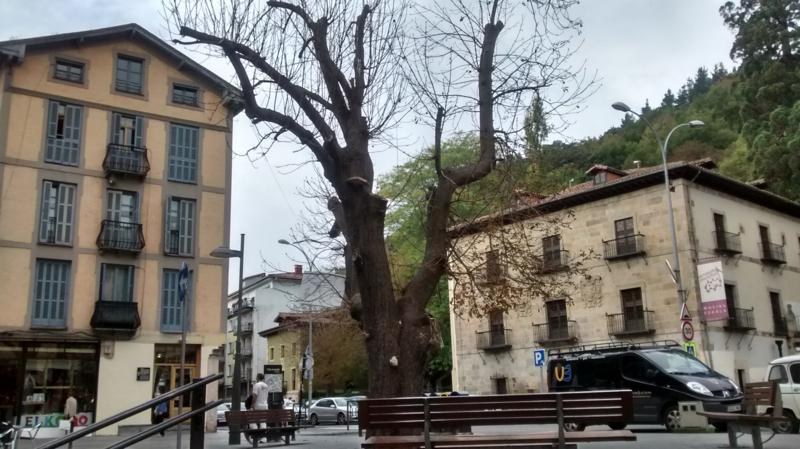 Zer zuhaitz mota gurago duzu Arbolapetan landatzea?