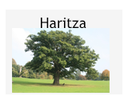 haritza_txt.png