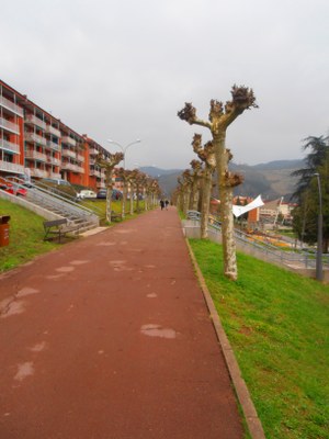 Bertan hainbat platanondo faltsu (platanus x acerifolia) daude lerrokatuta.