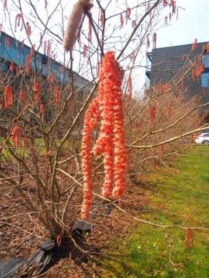 Hurritz gorrien (corylus maxima atropurpurea) gerbak.