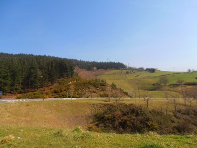 Parkearen mugan larreak, intsignis pinuak (pinus radiata) eta otea (genista hispanica).