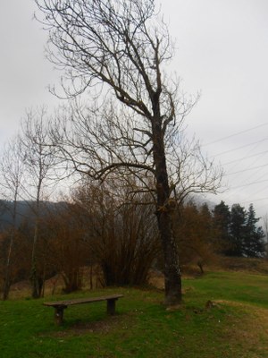 San Kristobaleko lizarra, Fraxinus excelsior.