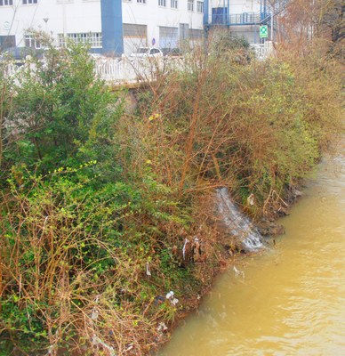 Bertan lizarrak (fraxinus excelsior), intsusak (sambucus nigra), astigar zuriak (acer pseudoplatanus) eta erremua (laurus nobilis) ageri dira besteak beste.