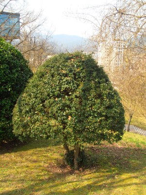 Gorostia, ilex aquifolium eskai bezala inausita.