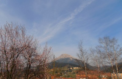 Japoniar gereziondoa, prunus pisardii, loran. Atzean Udalaitz.