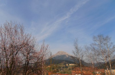 Japoniar gereziondoa loran. Atzean Udalaitz.
