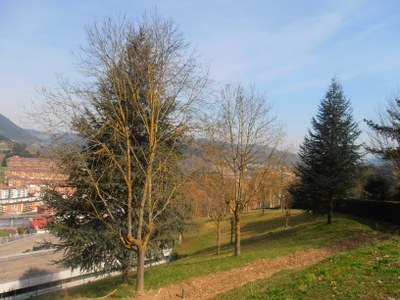 Parkeko zedroak, cedrus atlantica.