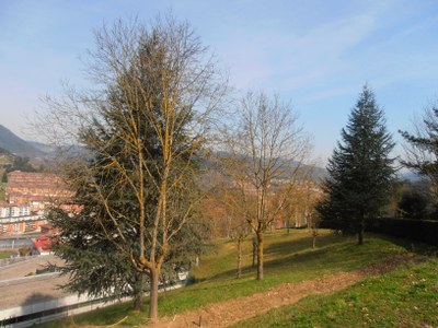 Parkeko zedroak.