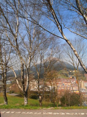 Urkiak, betula alba, Udalaitz atzean dutela.