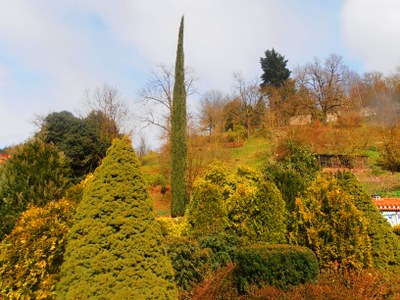 Beheko parkeko ezkaiak eta altzifrea, cupressus sempervirens.