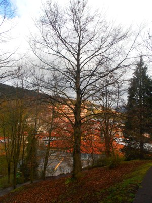 Goikobalu inguruko pago bat, fagus sylvatica.