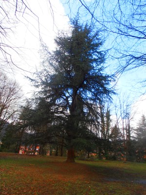 Goikobaluko zedroa, cedrus deodara.