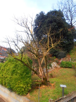 Goikobalukoek ekarritako phytolacca.