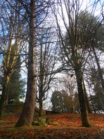 Himalaiako zedroak (cedrus deodara) eta haritz amerikarrak (quercus rubra).