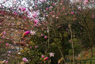 Lili-loredun magnolioak.