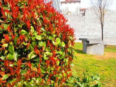 Eskultura eta photinia (photinia fraseri "red robbin")