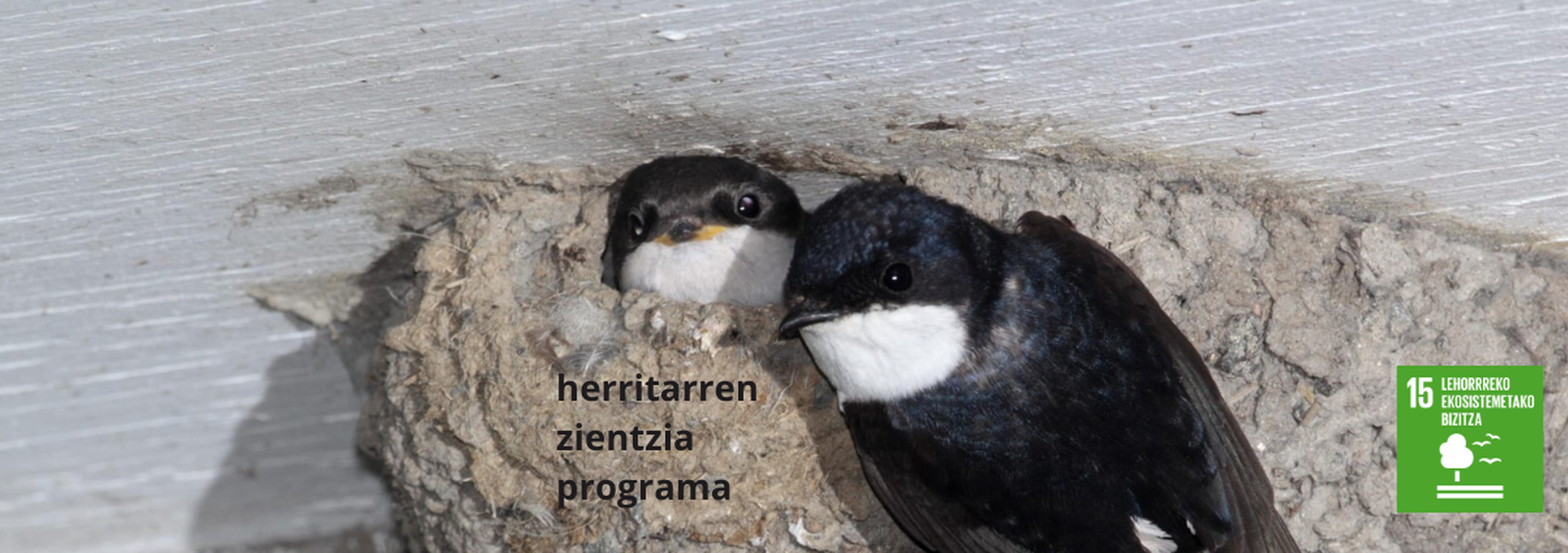 Enarak eta sorbeltzak